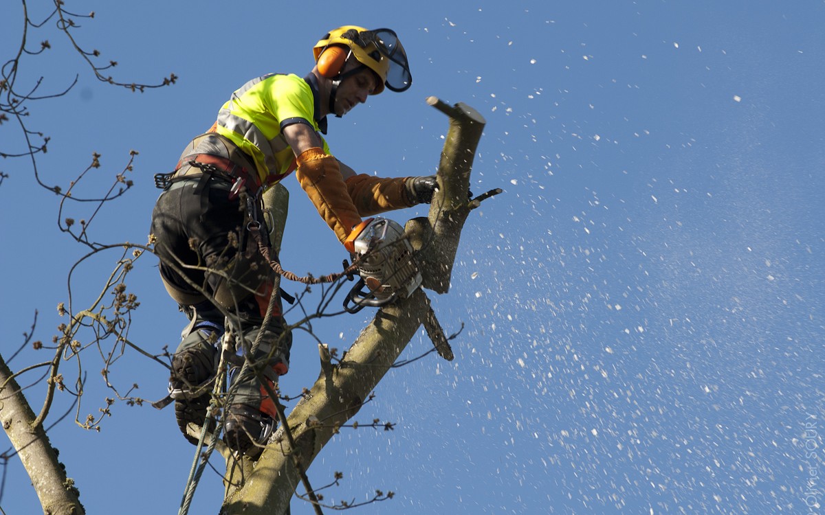 Élagage d'arbres en Nouvelle-Aquitaine
