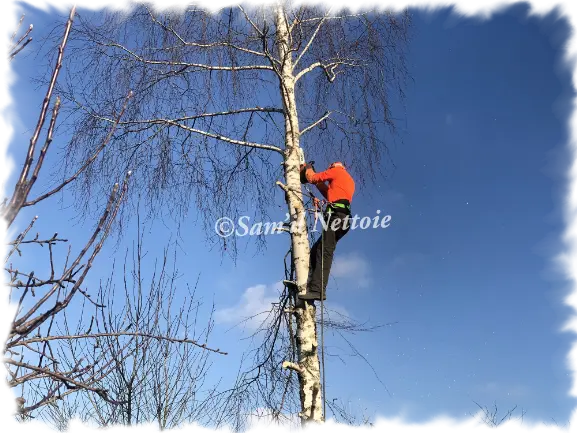 Devis abattage d'arbre Angoulême Charente